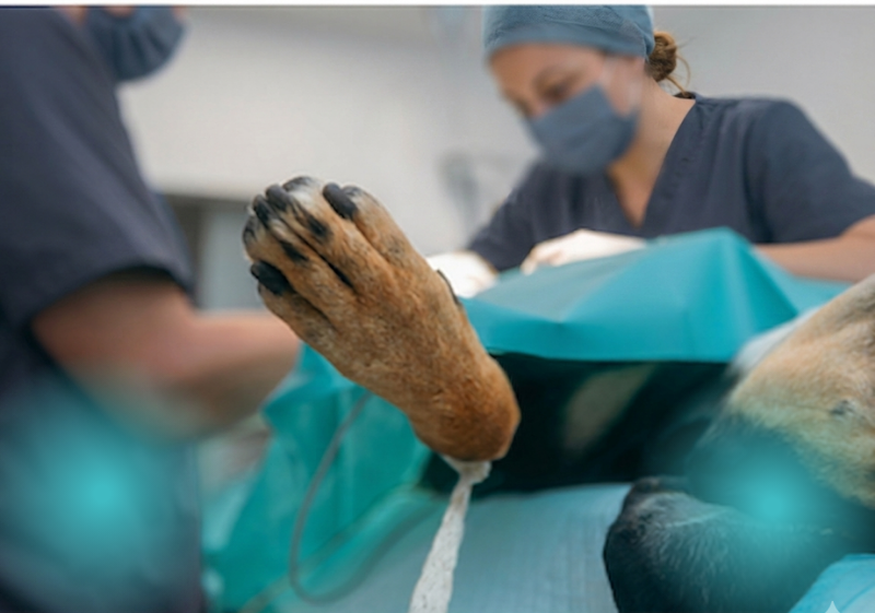 Servicios Veterinarios en La Pobla de Vallbona