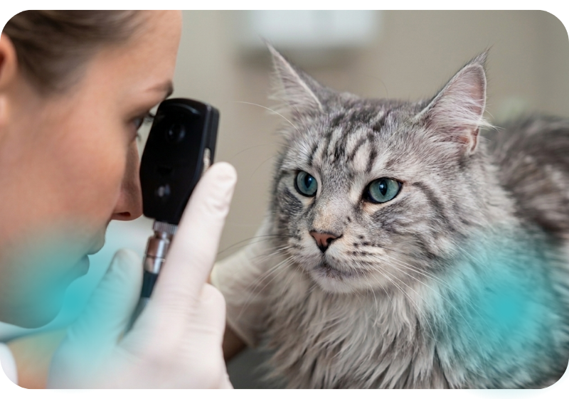 Servicios Veterinarios en La Pobla de Vallbona