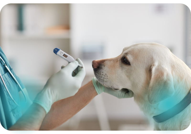 Servicios Veterinarios en La Pobla de Vallbona